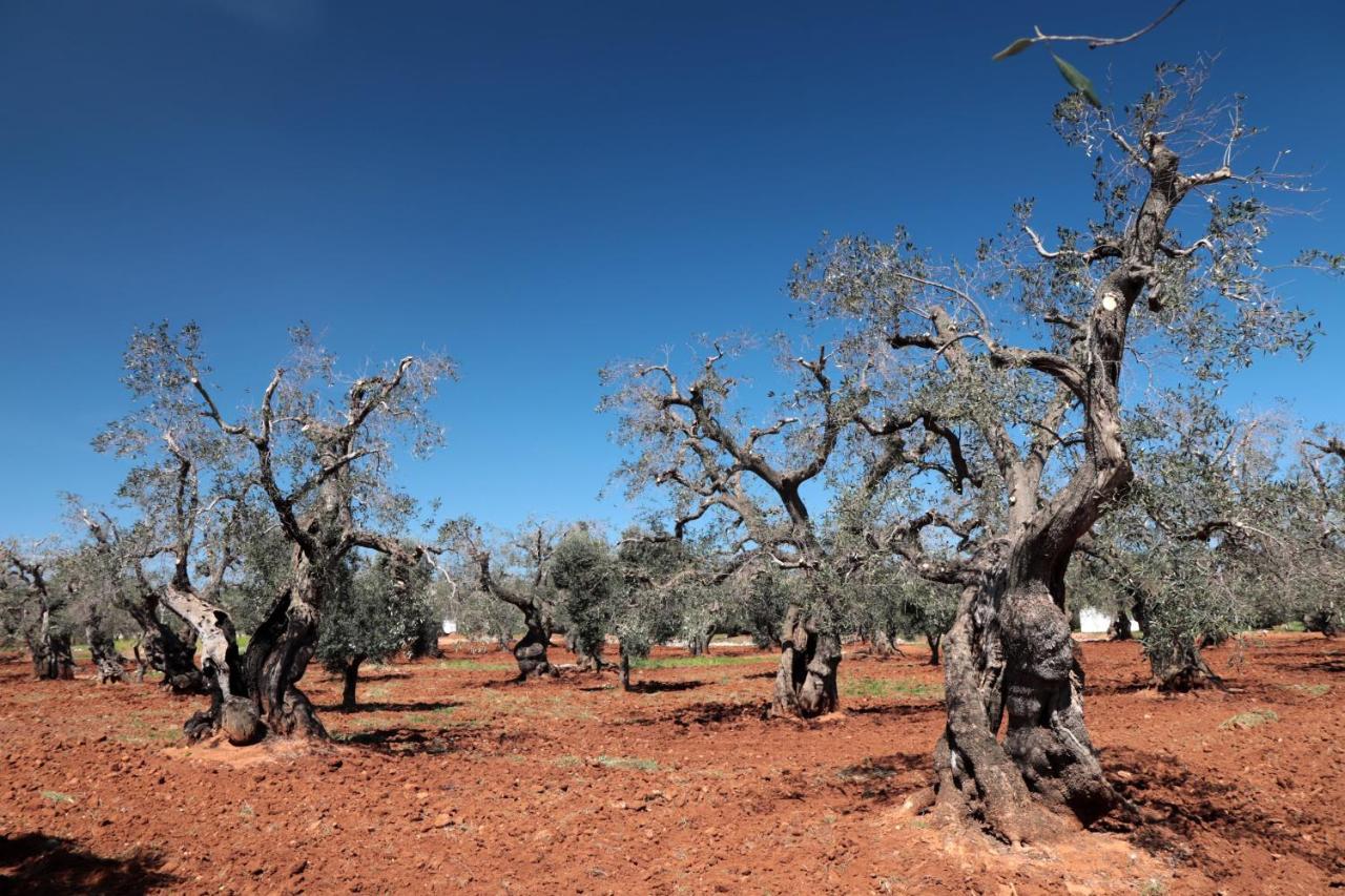 Masseria Conca D'Oro Ostuni Exteriör bild