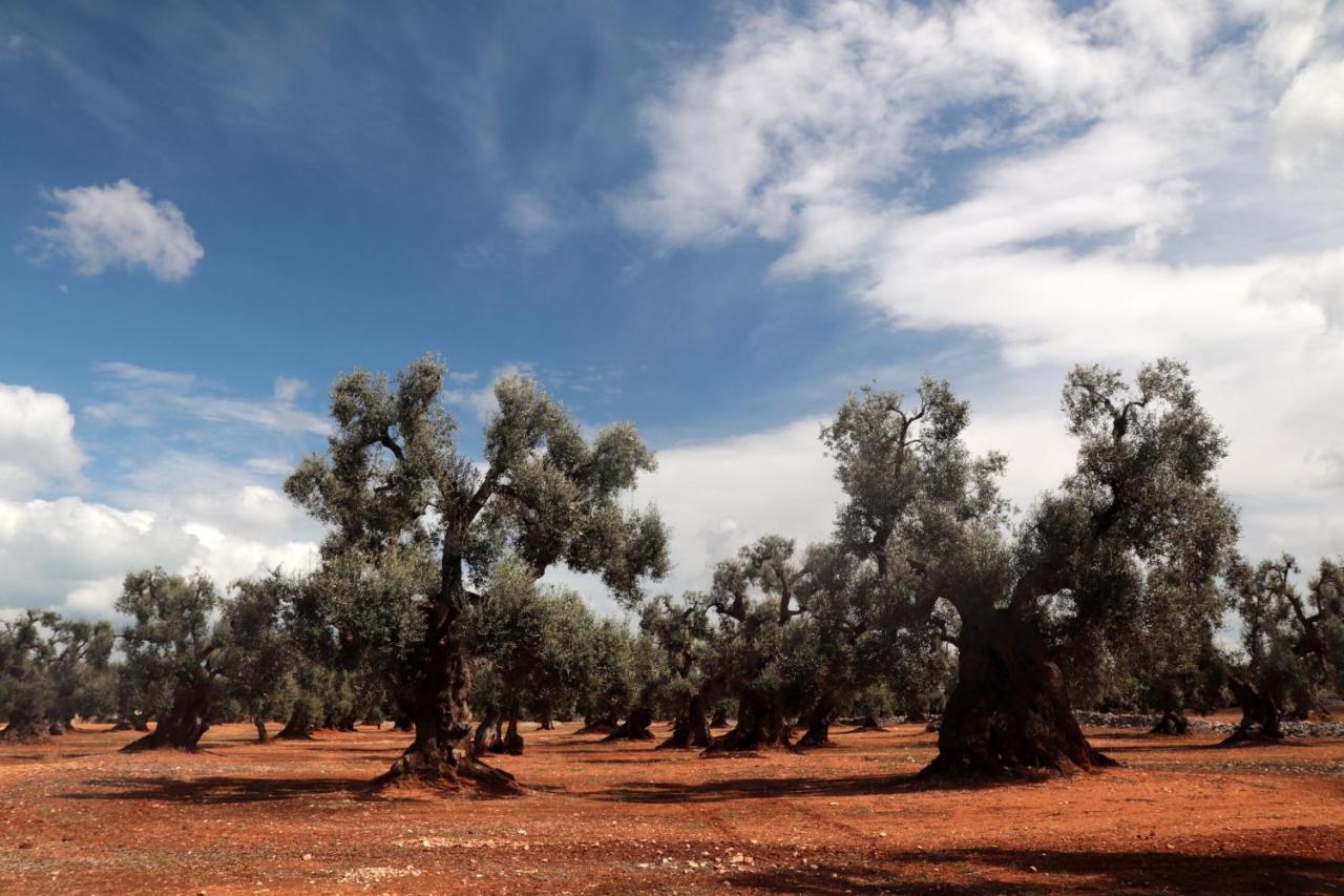 Masseria Conca D'Oro Ostuni Exteriör bild