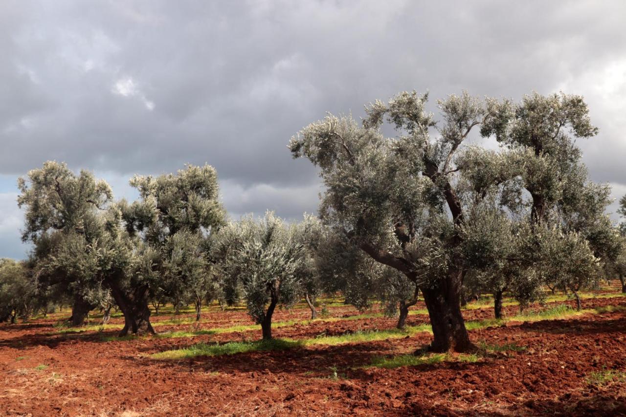 Masseria Conca D'Oro Ostuni Exteriör bild