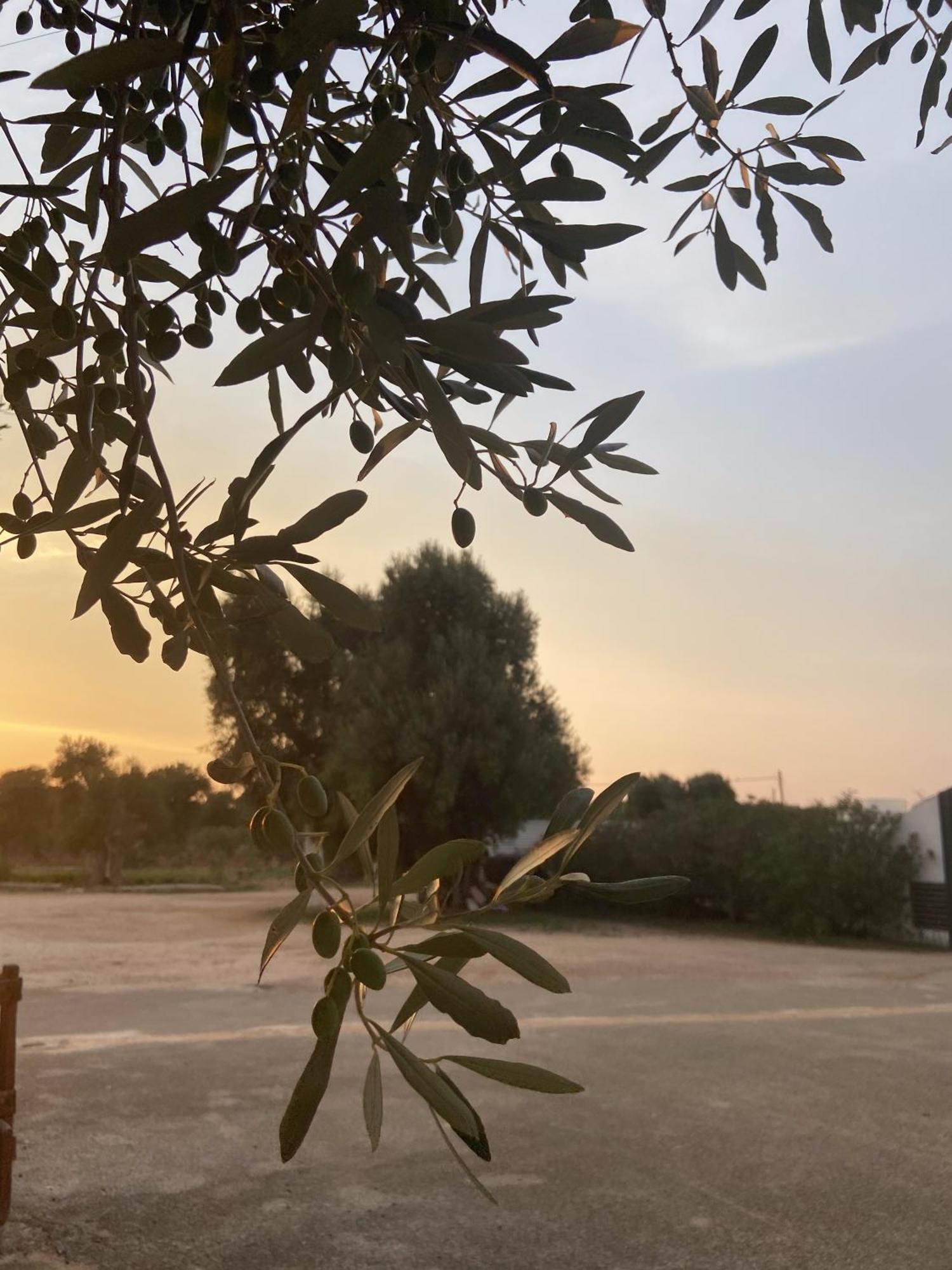 Masseria Conca D'Oro Ostuni Exteriör bild